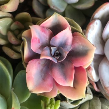 Echeveria Perle Von Nurnburg Variegata