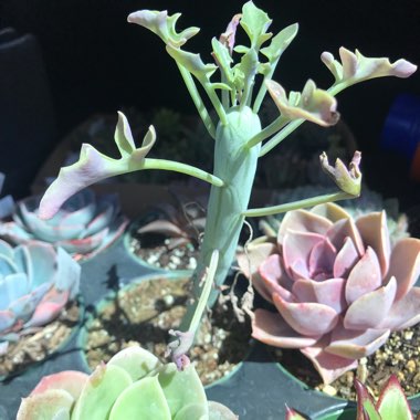 Senecio articulatus
