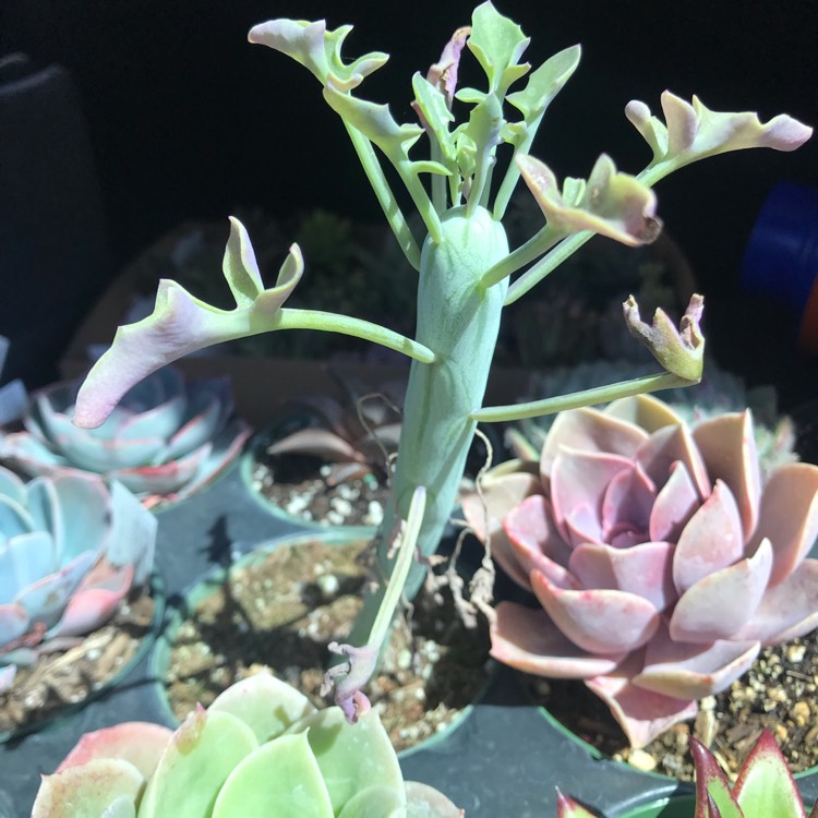 Plant image Senecio articulatus