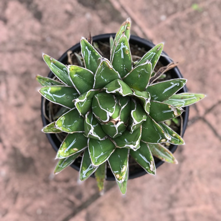 Plant image Agave 'victoriae-reginae'
