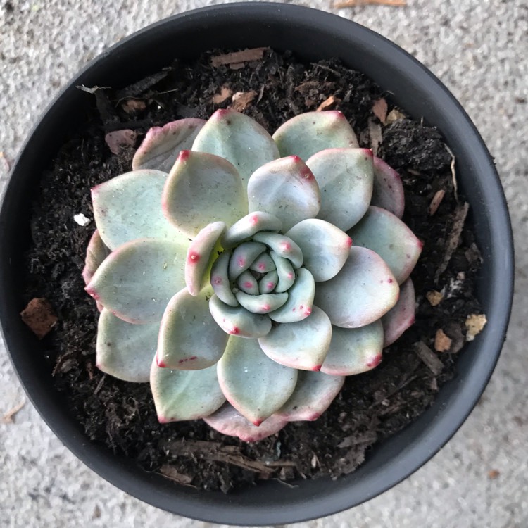 Plant image Echeveria Ariel