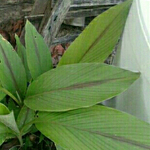 plant image 305146