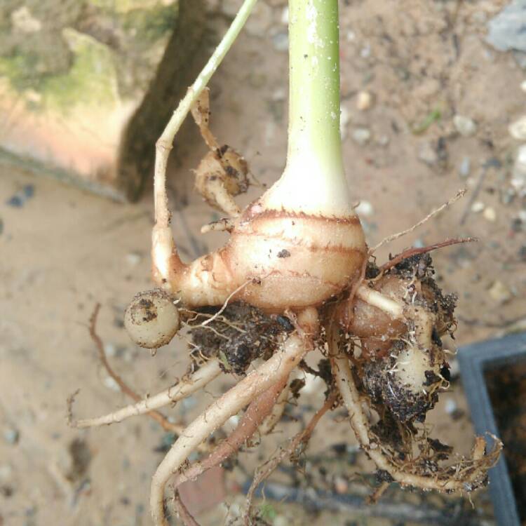 plant image 305690