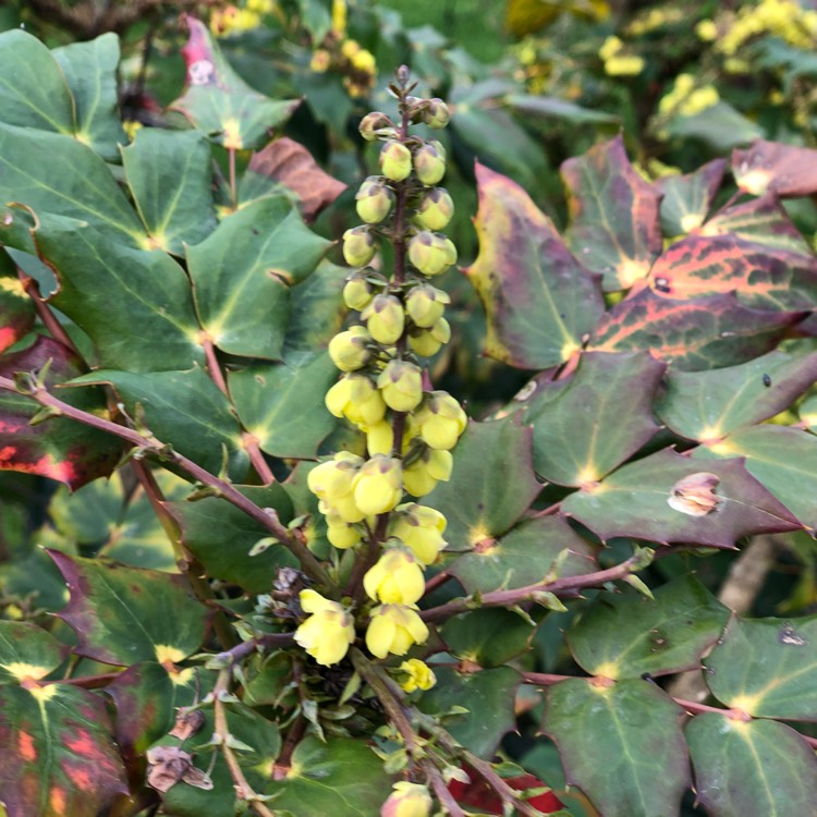 plant image 1443714 plant image 1443714