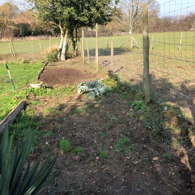 Julie's garden
