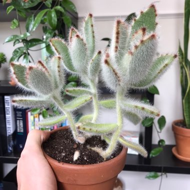 Kalanchoe 'Tomentosa'