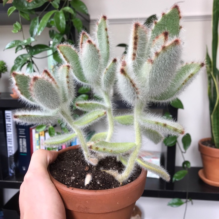 plant image 1202086