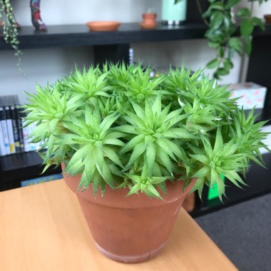 Haworthia