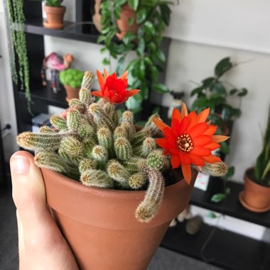 Peanut Cactus