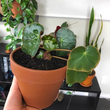Begonia
