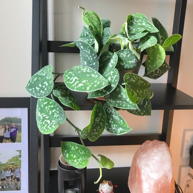 Scindapsus 'Argyraeus'