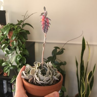 Echeveria Shaviana
