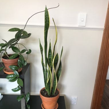Snake Plant