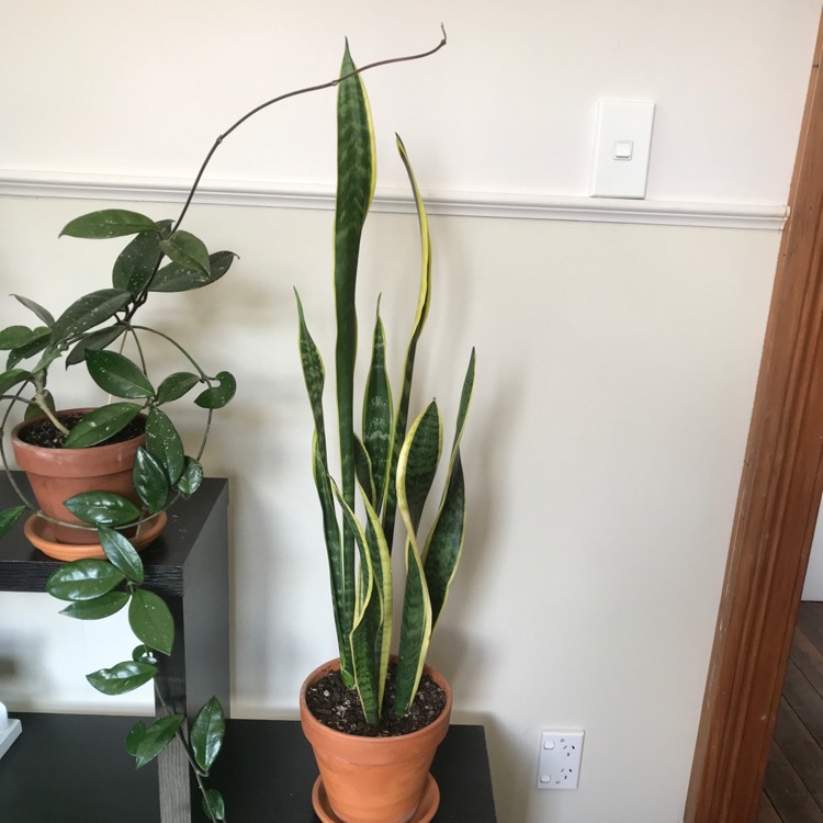 plant image 1207155