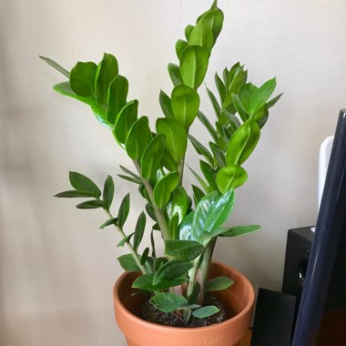 ZZ Plant