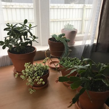 James's garden