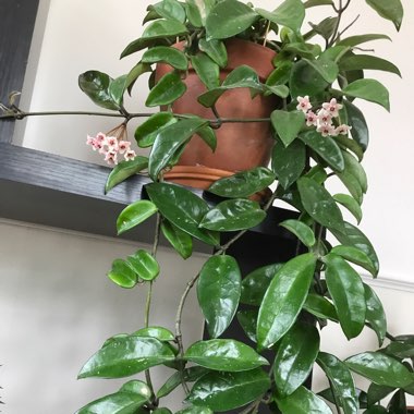 Wax Plant