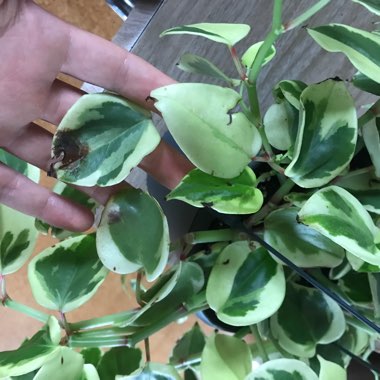 Cupid Peperomia 'Variegata'