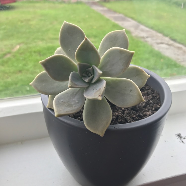 plant image 324253