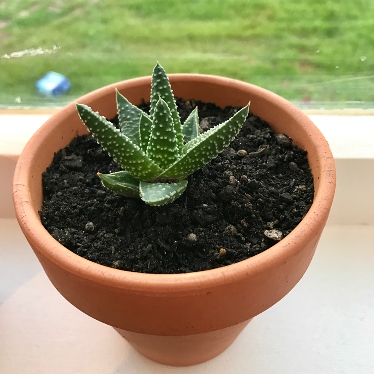 Plant image Tulista pumila syn. Haworthia pumila