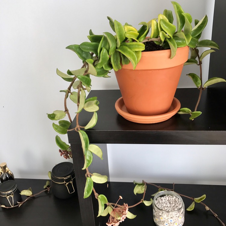 plant image 327109
