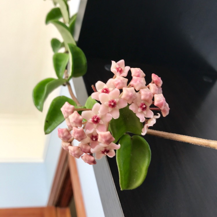 plant image 327116