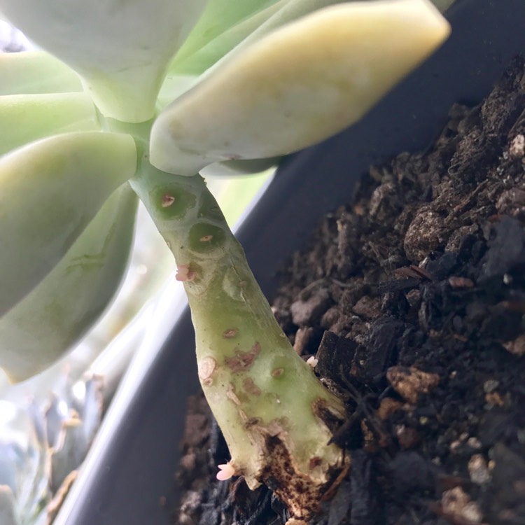 plant image 331027