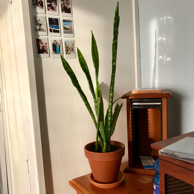 plant image 332507