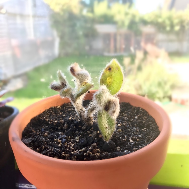plant image 333520