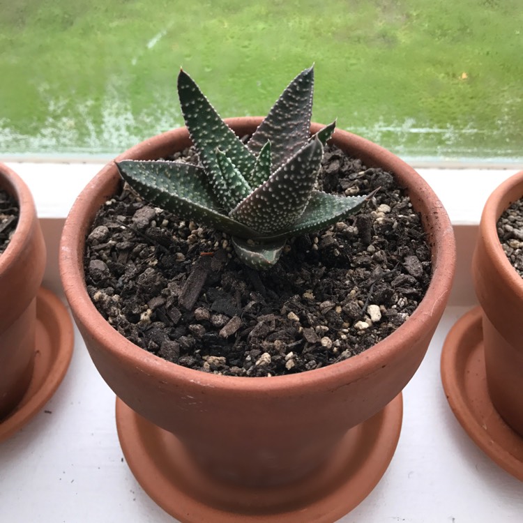 Plant image Tulista pumila syn. Haworthia pumila