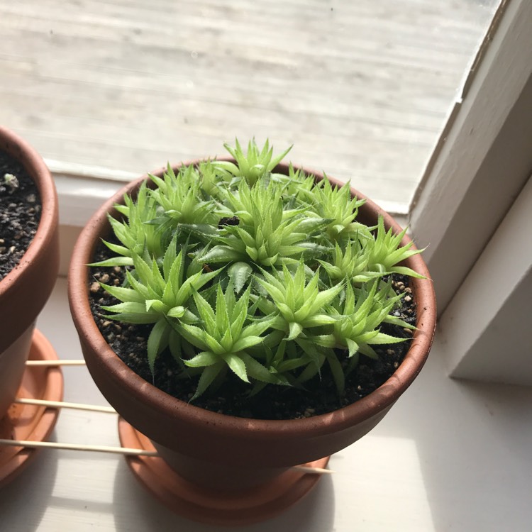 plant image 571582