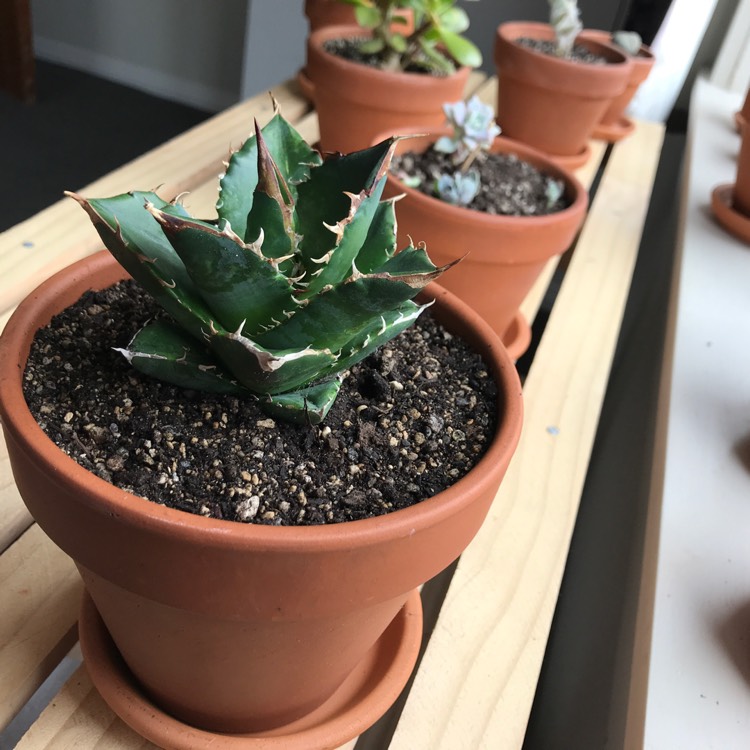 Plant image Agave Titanota