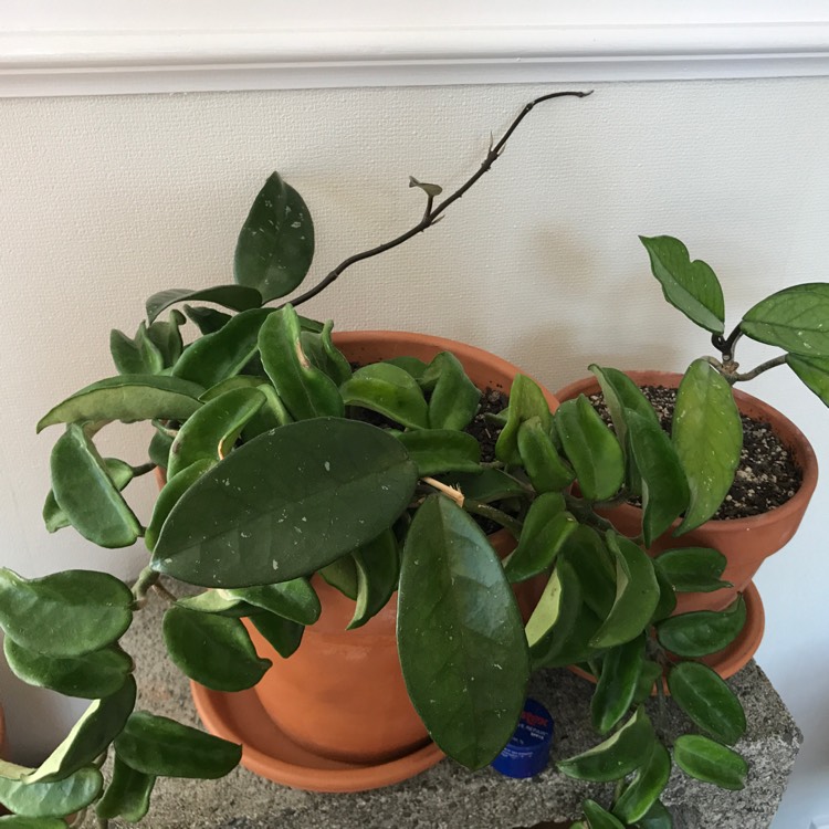 plant image 615219