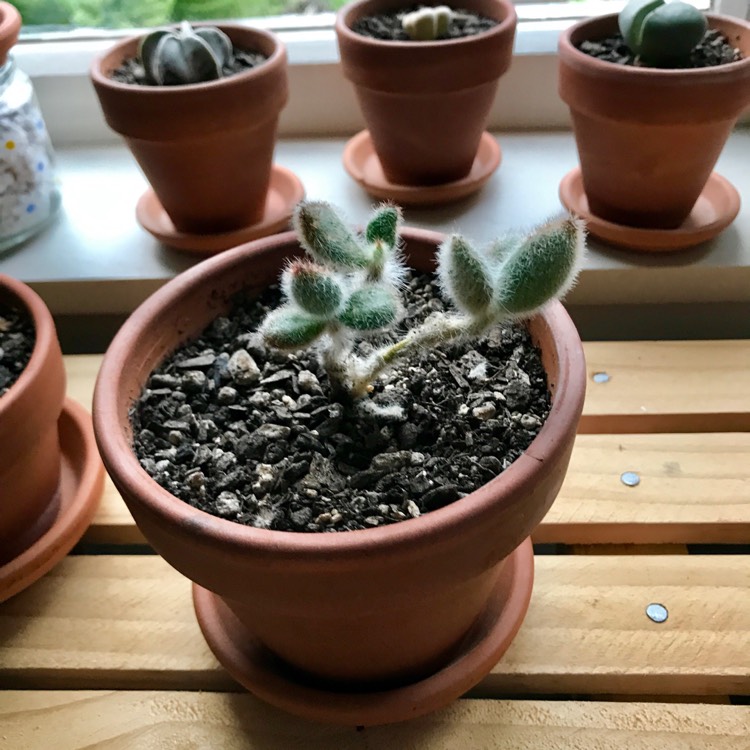 plant image 615639