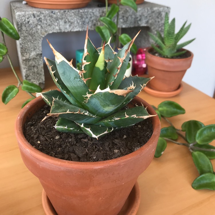 plant image 847721