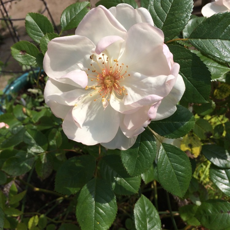 Plant image Rosa 'Harwanna' syn. Rosa 'Jacqueline du Pré'