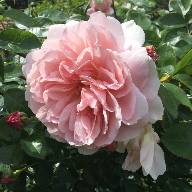 plant image 446598
