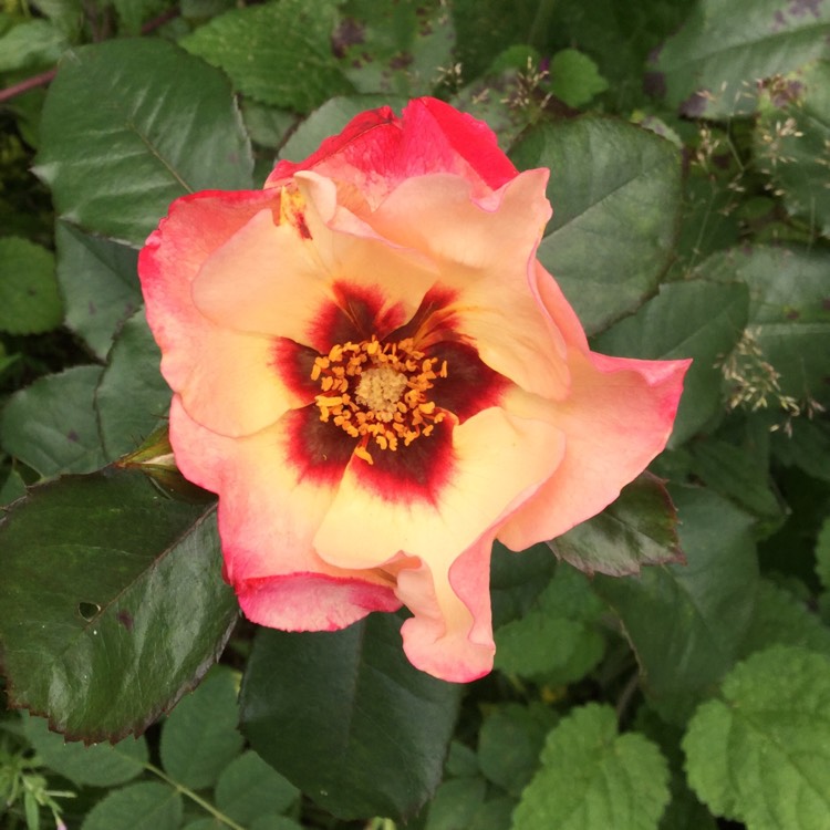 plant image 486342