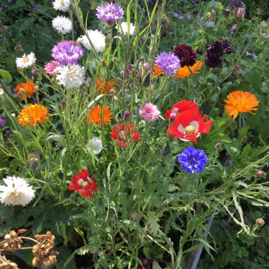 Jane's garden