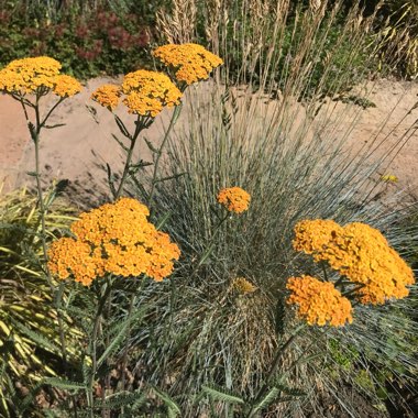 Yarrow 'Terracotta'