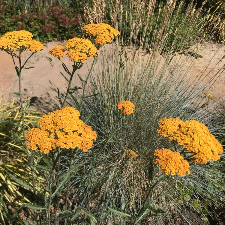 plant image 769215