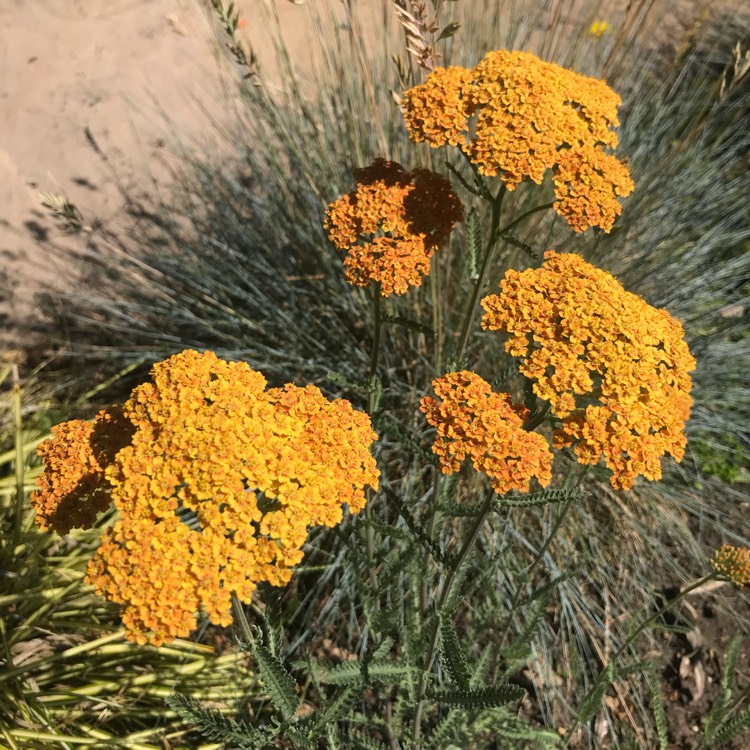 plant image 769216