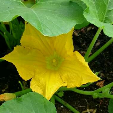 Courgette 'Black Beauty'