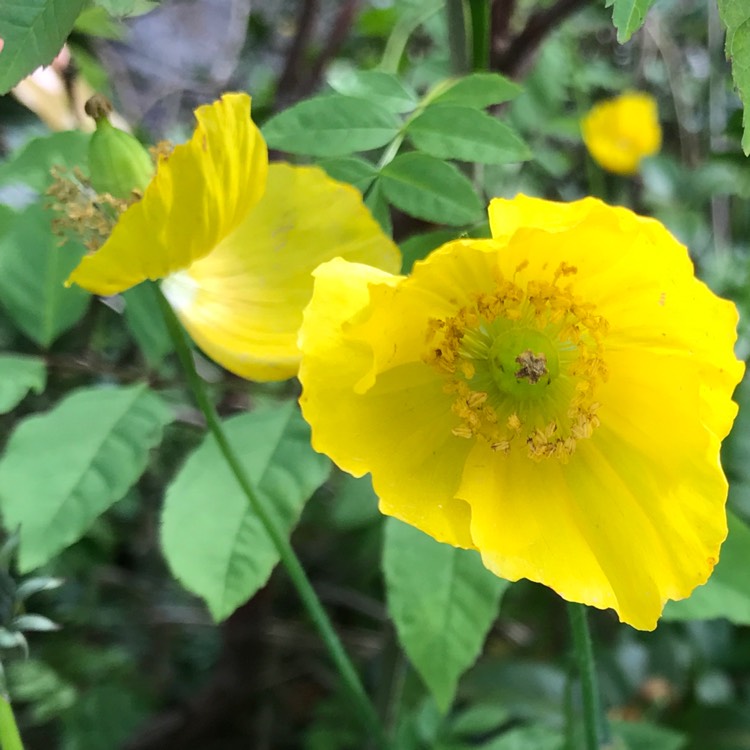 plant image 1063505
