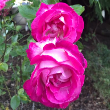 Rose 'Queen Elizabeth'
