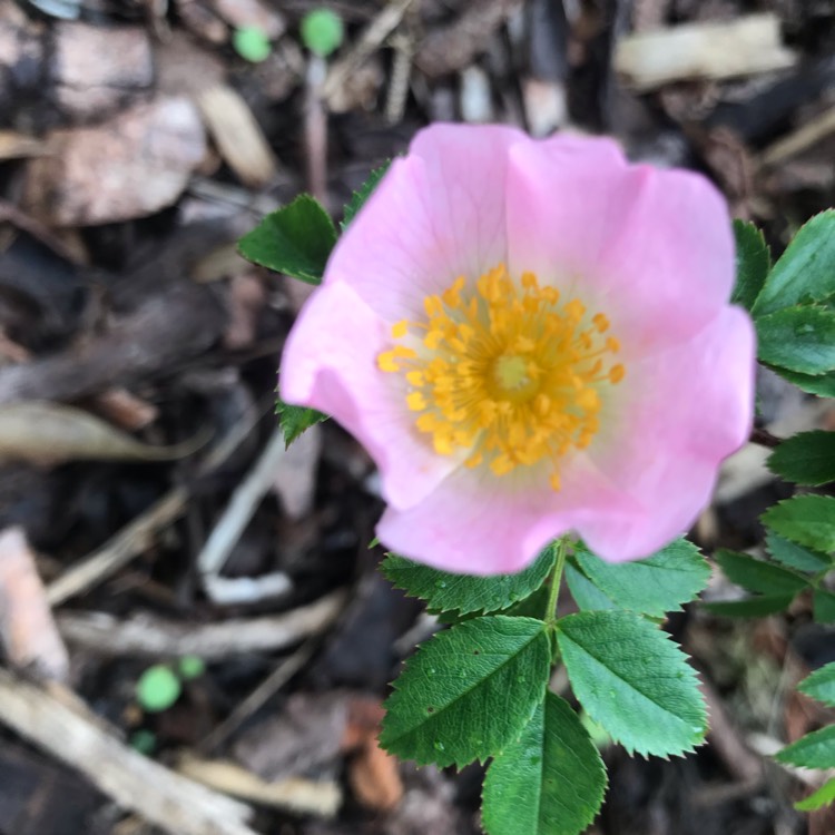 plant image 1097036