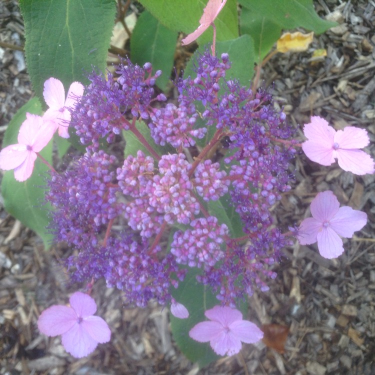 plant image 215335