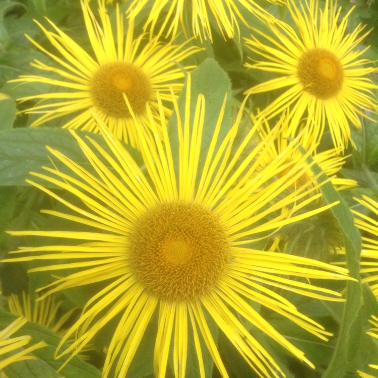 Plant image Inula Orientalis