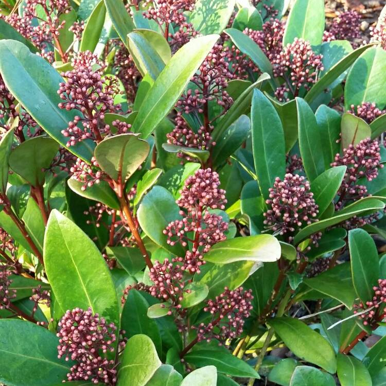 Plant image Skimmia japonica 'Rubella'