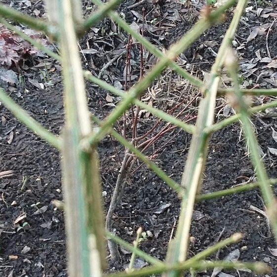 Plant image Euonymus alatus